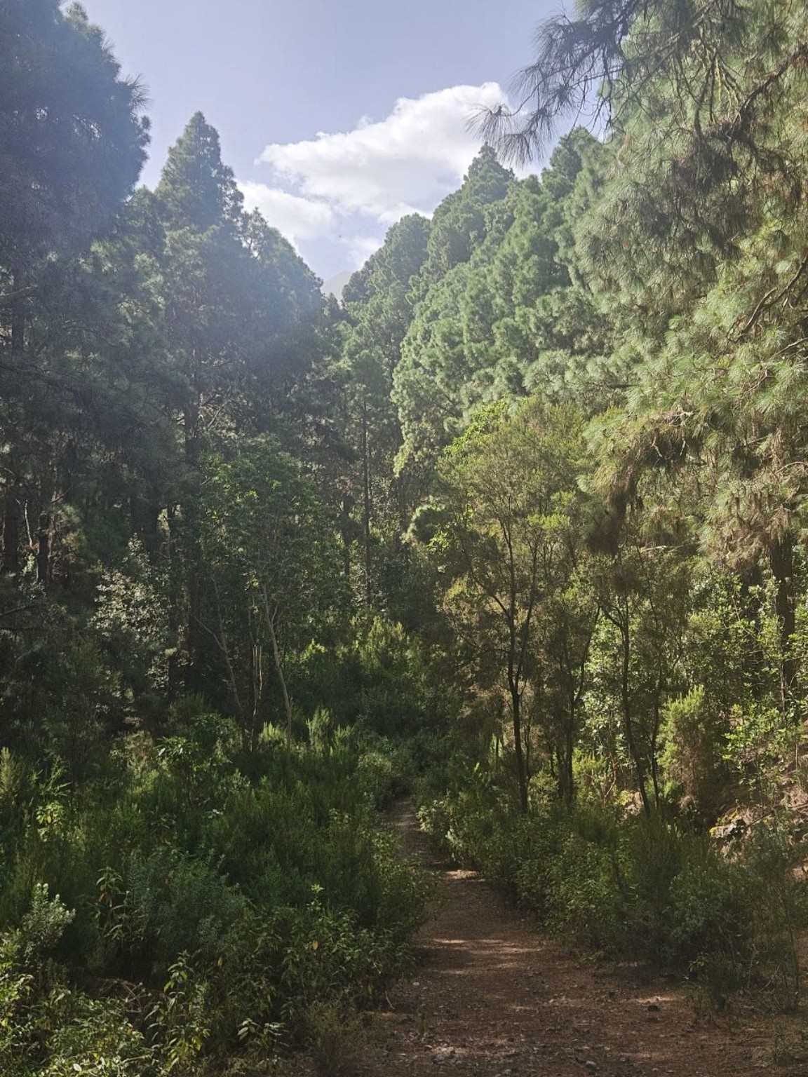 Sendero entre pinos canarios