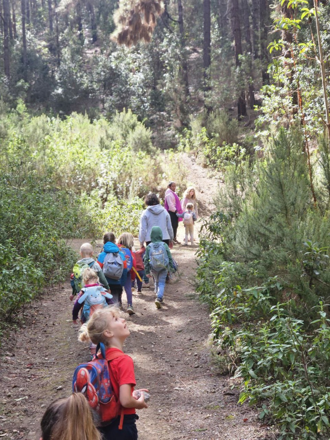 Grupo infantil caminando de espaldas por el bosque